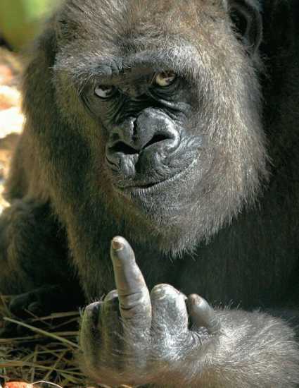 Obrázek fuck you gorila