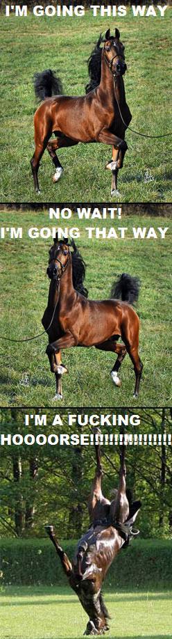 Obrázek fucking horse