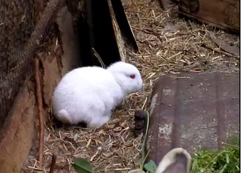 Obrázek fukushima rabbit