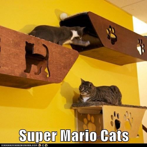 Obrázek funny-cat-pictures-super-mario-cats