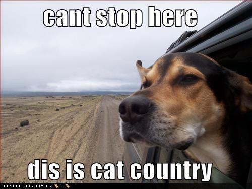 Obrázek funny-dog-pictures-cant-stop-here