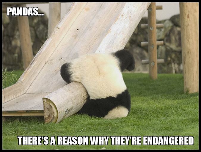 Obrázek funny-panda-fail