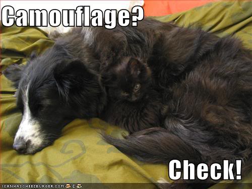 Obrázek funny-pictures-cat-dog-camouflage