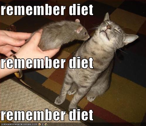 Obrázek funny-pictures-cat-smells-rat-and-tries-to-remember-his-diet