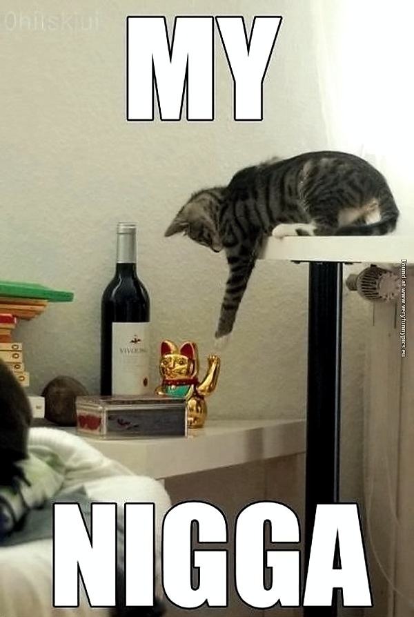 Obrázek funny-pictures-high-five-cat-nigga