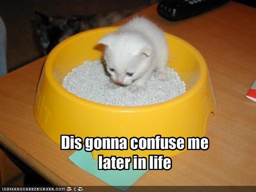 Obrázek funny-pictures-kitten-is-going-to-be-confused-later-in-life