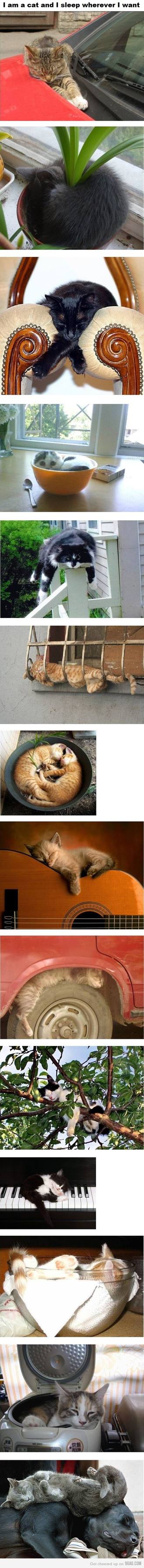 Obrázek funny kitties