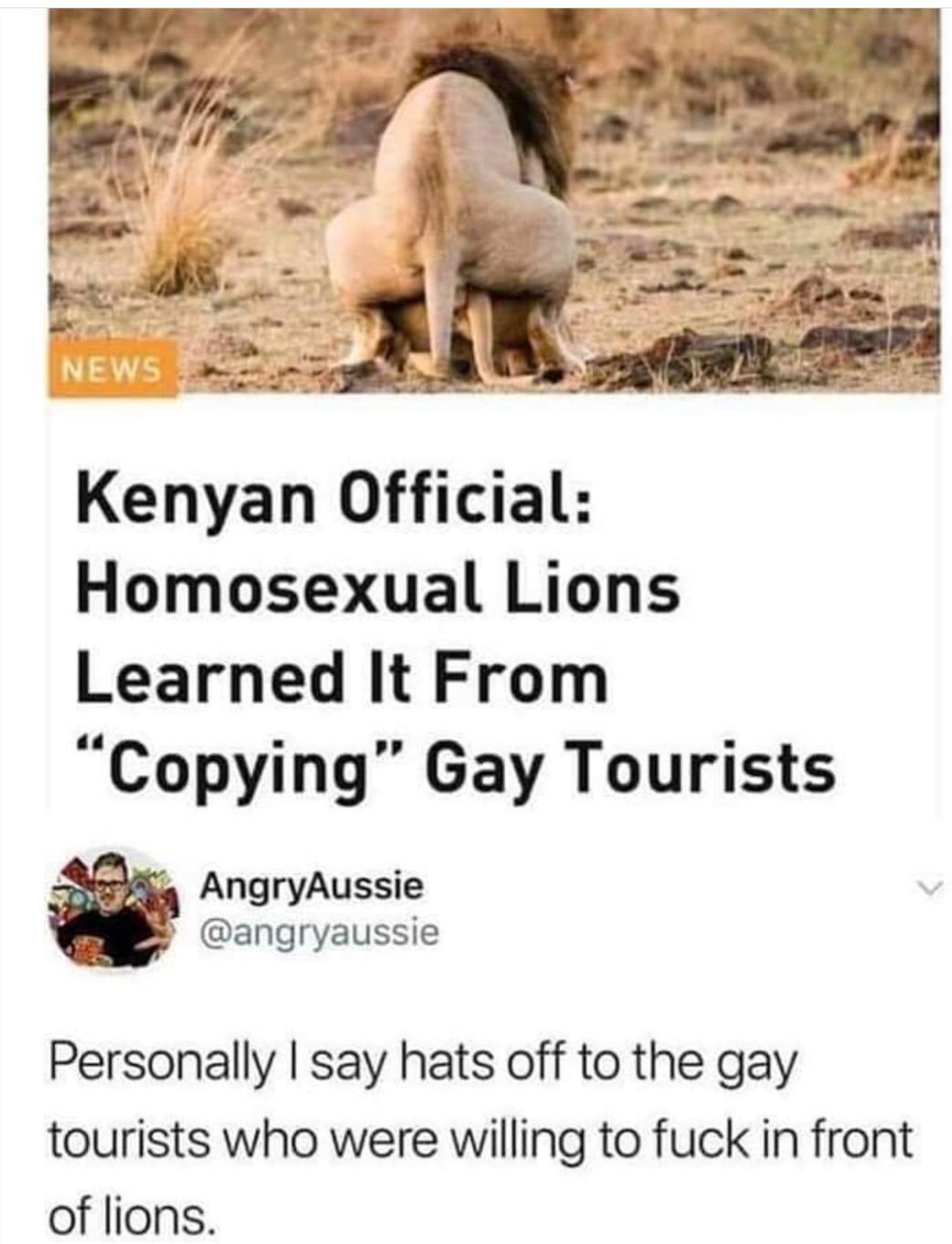 Obrázek gay lion