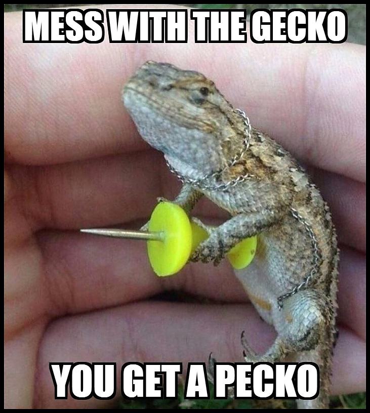 Obrázek gecko-pecko
