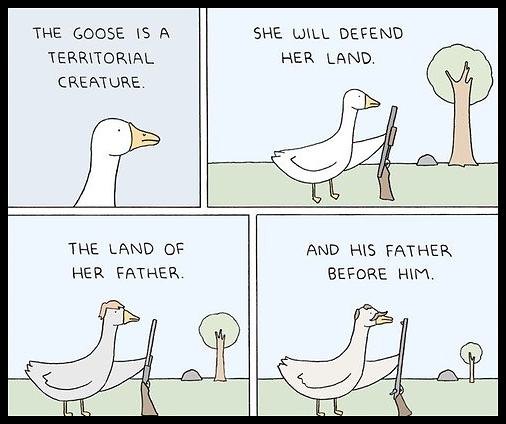Obrázek geese a life history 540