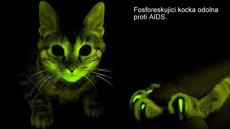 Obrázek genetika
