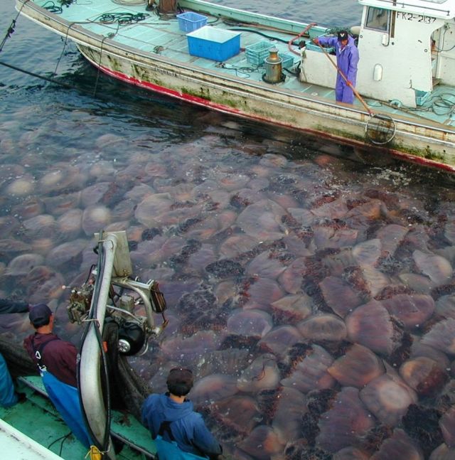 Obrázek giant-jellyfishes