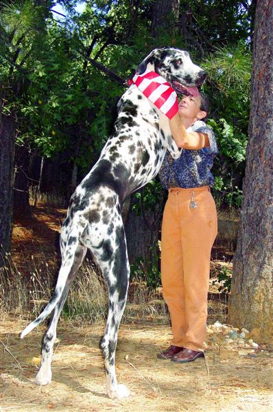 Obrázek gibson-worlds-Biggest-dog-1-lg