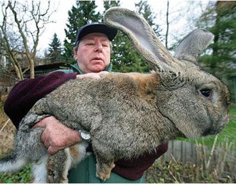 Obrázek gigantic-bunny