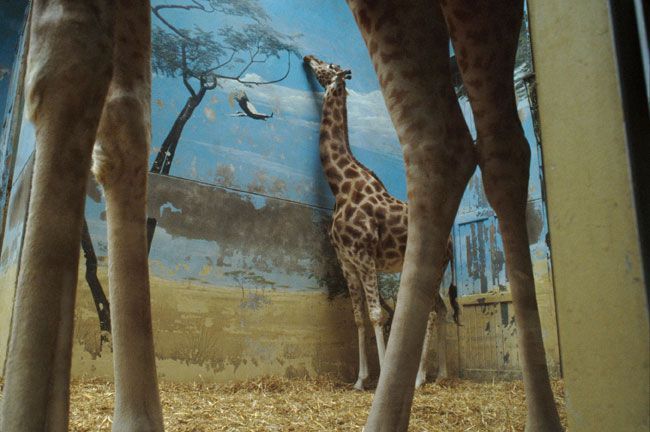 Obrázek giraffe fail