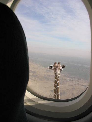 Obrázek giraffe looool
