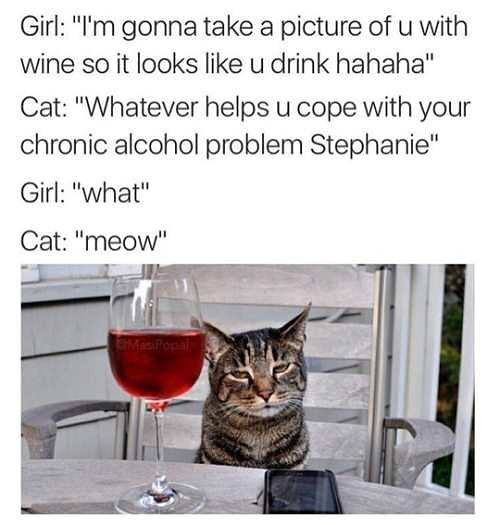 Obrázek girl-cat-joke