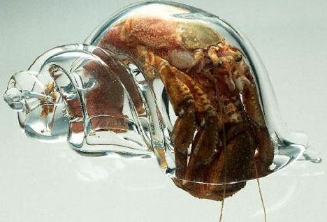 Obrázek glass-shell-hermit-crab
