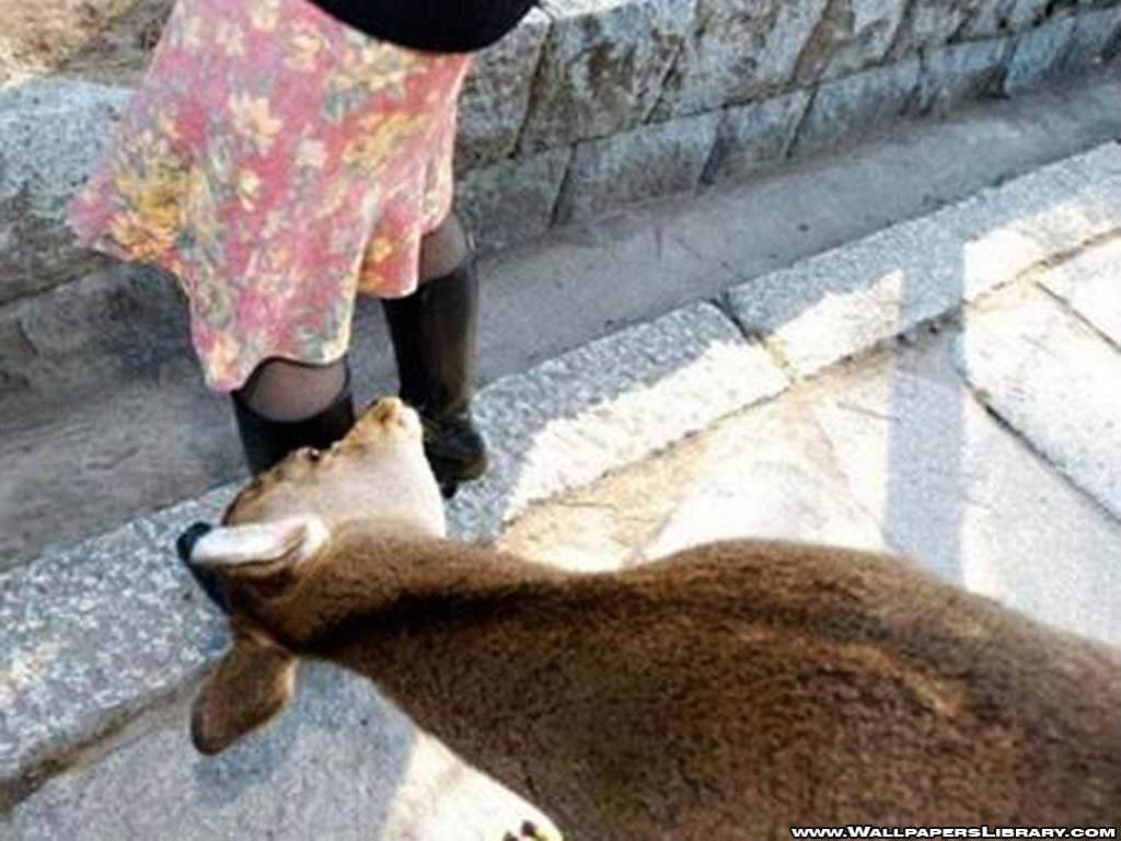 Obrázek goat - male or female