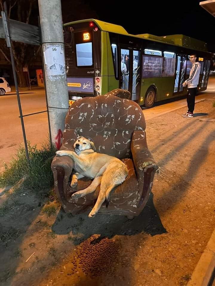 Obrázek good boy1