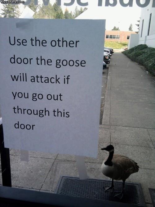 Obrázek goose