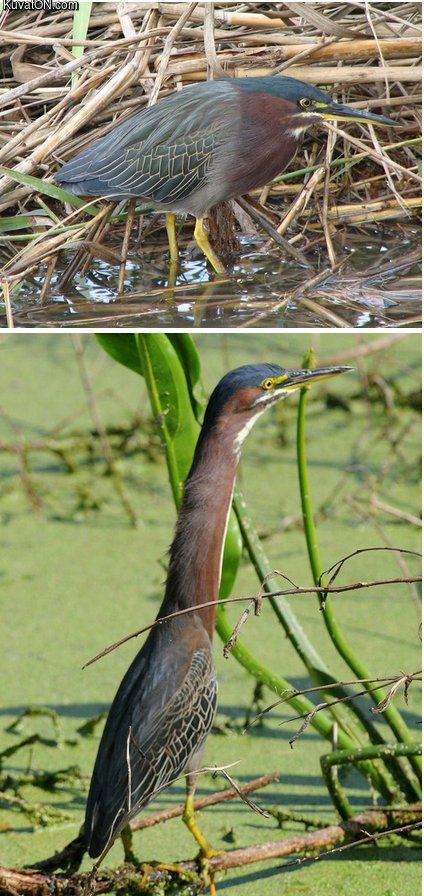 Obrázek green heron