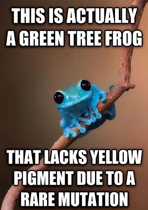 Obrázek green tree frog
