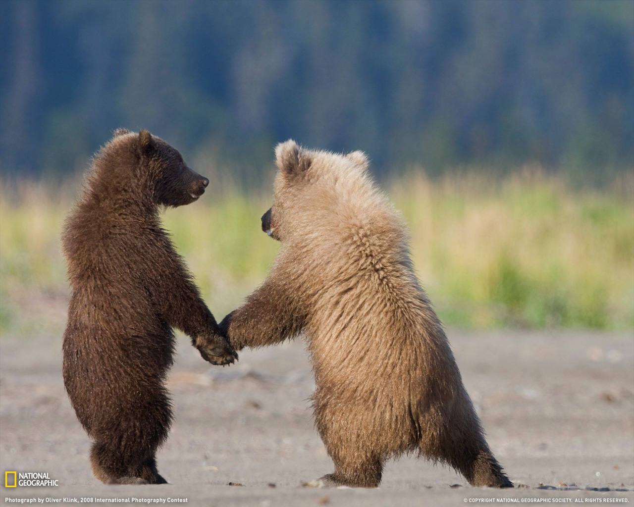 Obrázek grizzly-bear-cubs