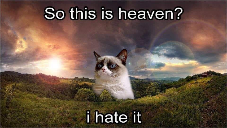 Obrázek grumpy cat in heaven