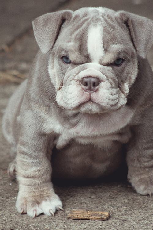 Obrázek grumpy dog
