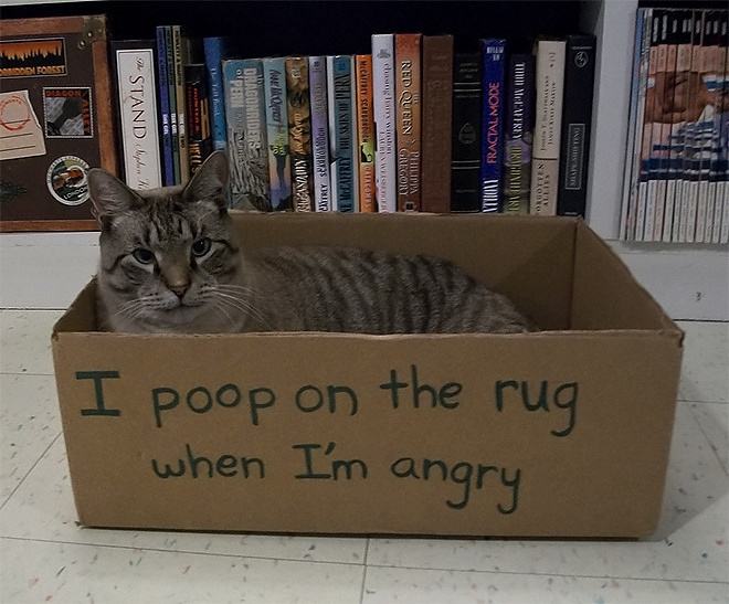 Obrázek guilty-cat1