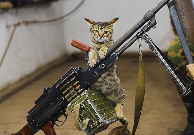 Obrázek gun cat