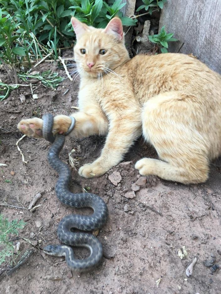 Obrázek hadkas mi maca debile