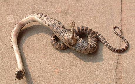 Obrázek hadova svacinka