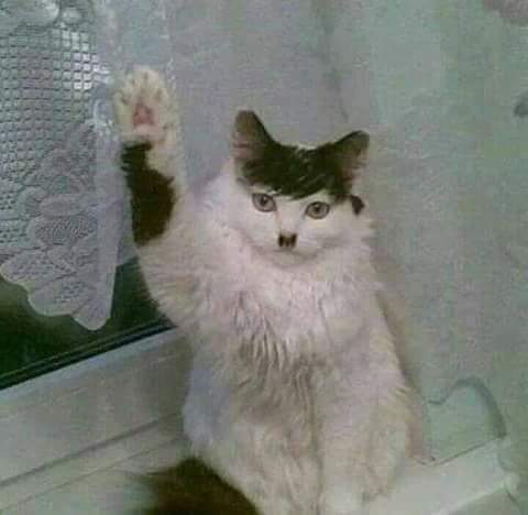 Obrázek hail felinus