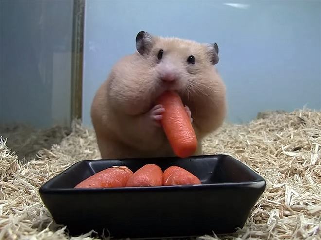Obrázek hamster-eating1