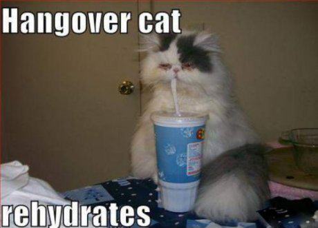 Obrázek hangover cat