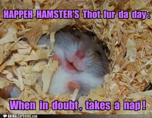 Obrázek happeh-hamster