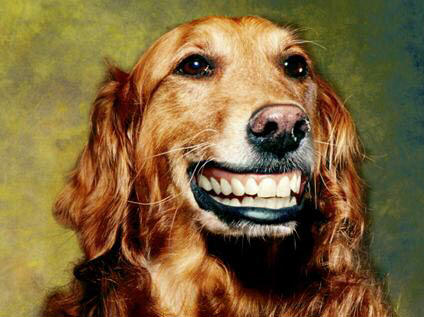 Obrázek happy-dog