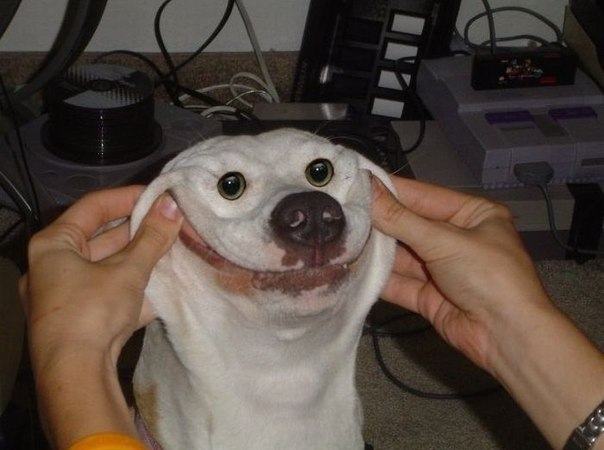 Obrázek happy dog is happy