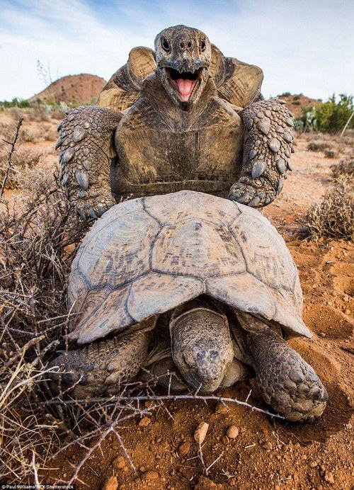 Obrázek happy turtle is happy II