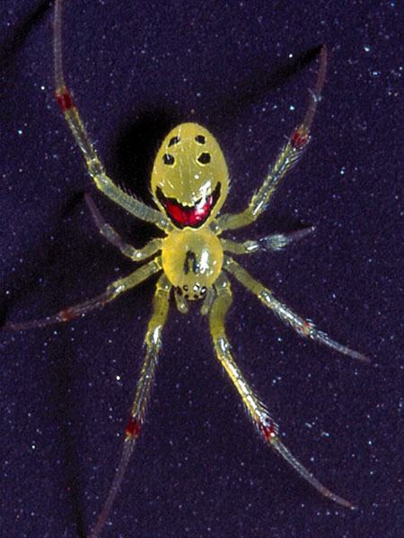 Obrázek happyspider