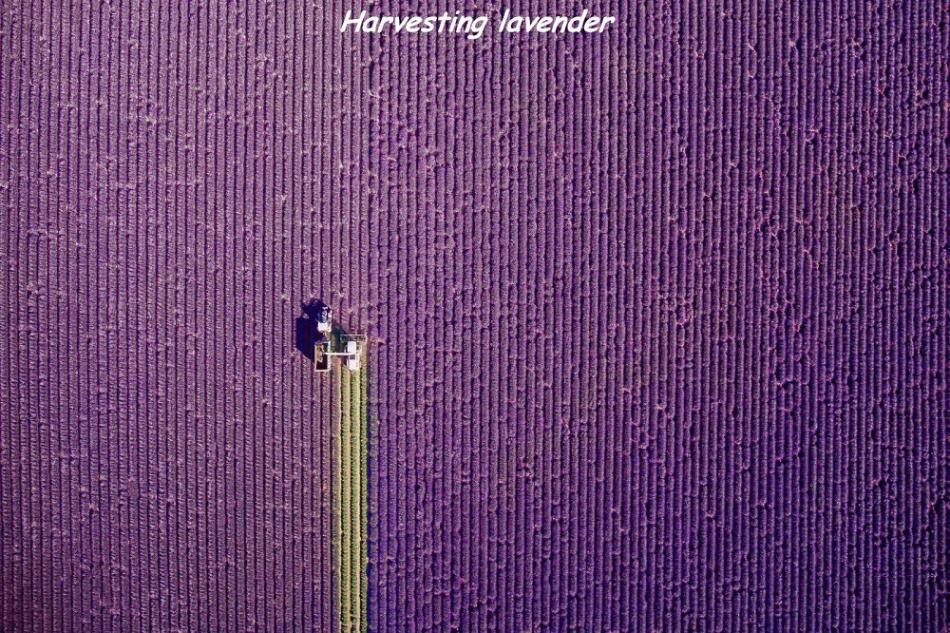 Obrázek harvesting-lavender