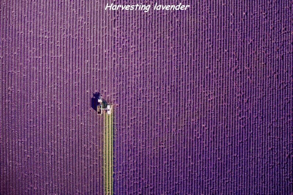 Obrázek harvesting-lavender