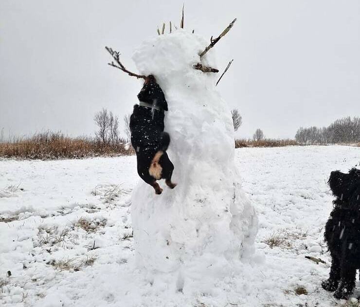 Obrázek he doesnt like snowmen