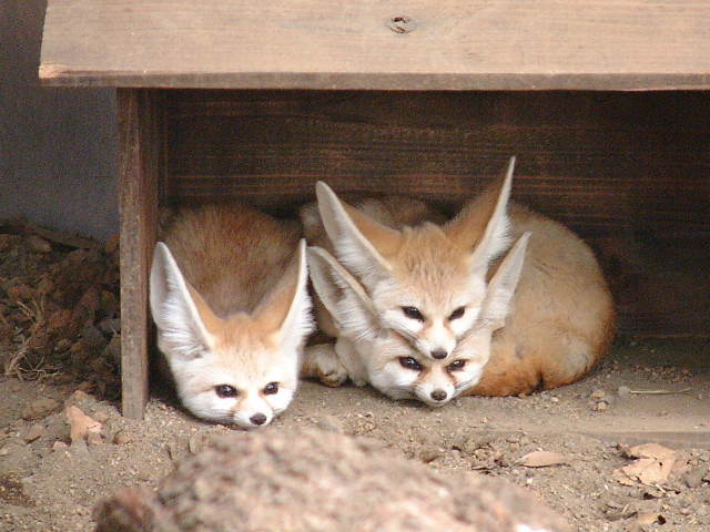 Obrázek heads