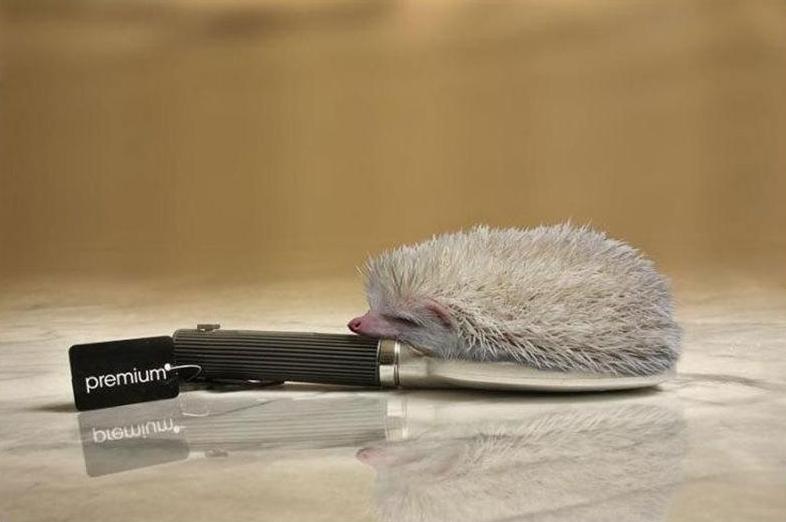 Obrázek hedgehog