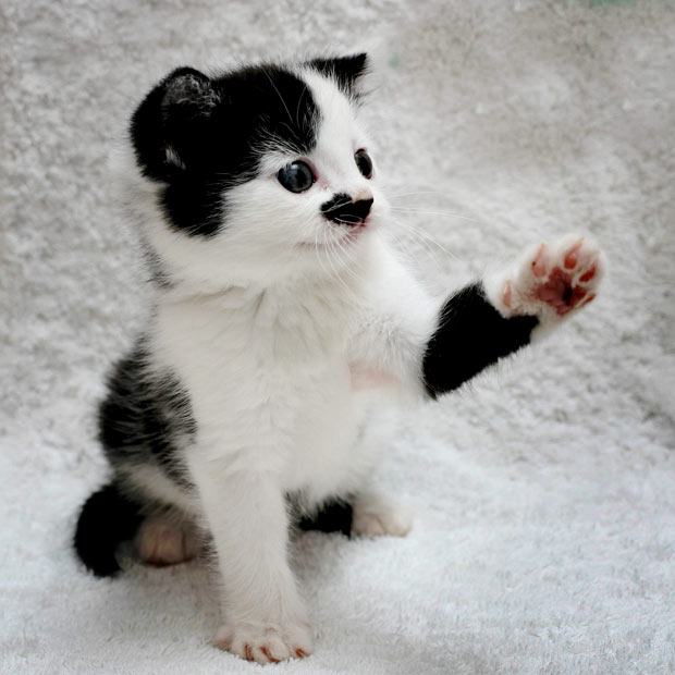 Obrázek heil-kitler 1959413i