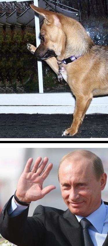 Obrázek hello dog hello putin