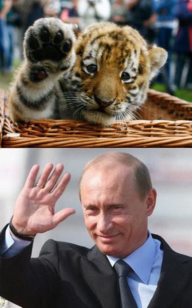 Obrázek hello putin - hello tiger